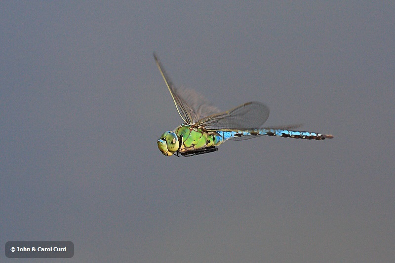 IMG_6134 Anax imperator.JPG